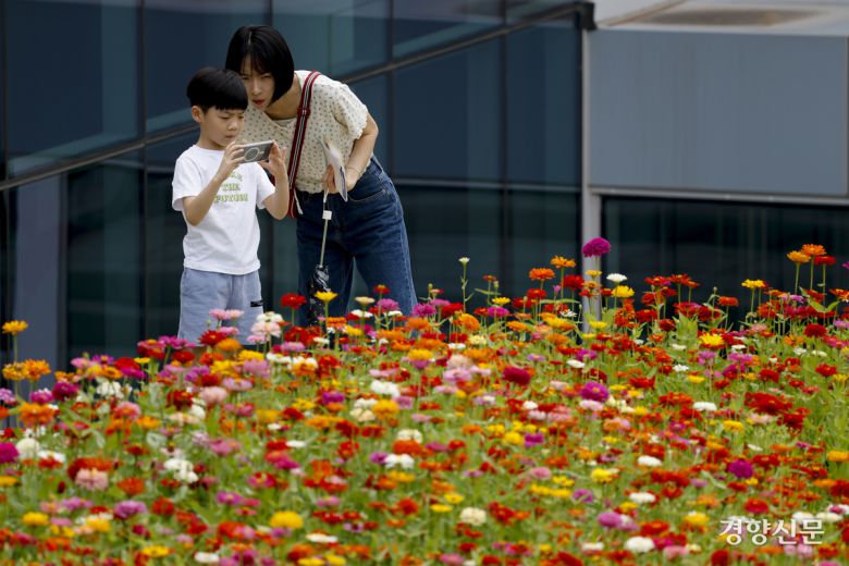 절기상 가을의 시작을 알리는 ‘입추’가 하루 지난 8일 경기 수원 국립농업박물관에서 관람객들이 백일홍을 보며 사진을 찍고 있다. 문재원 기자
