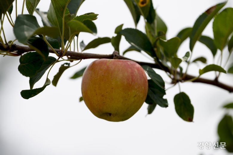 8일 경기 수원 국립농업박물관 내 과수원에 사과가 익어가고 있다. 문재원 기자