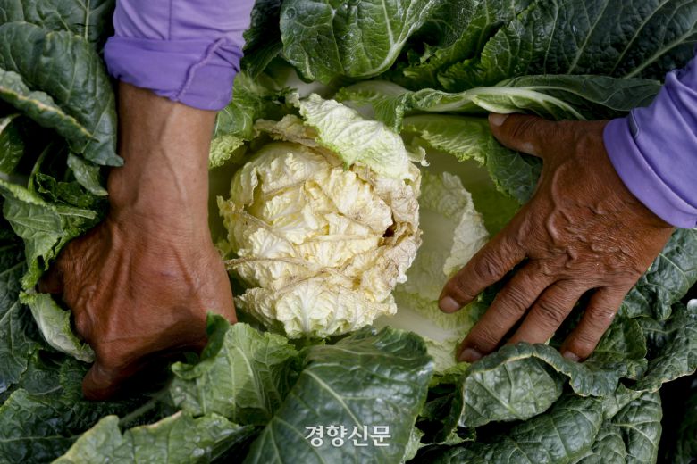 강원도 강릉시 일대에 극심한 가뭄이 이어지고 있는 지난 21일 강릉 왕산면 배추밭에서 안반데기하늘농장 대표 최인자 씨가 가뭄 영향으로 속이 빈 배추를 보여주고 있다. 문재원 기자