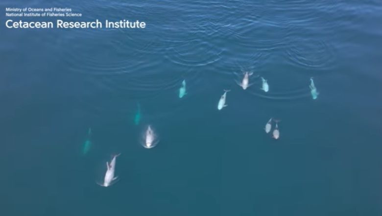 국립수산과학연구소가 지난 6월 동해 소형고래류 목시조사를 통해 찍은 큰머리돌고래들의모습. 국립수산과학연구소 제공