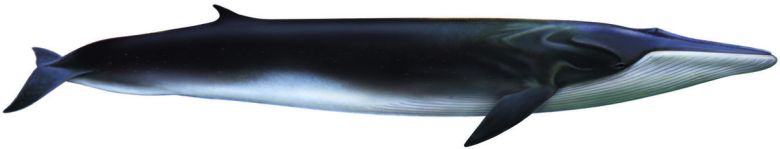 참고래. 국립수산과학원 제공.