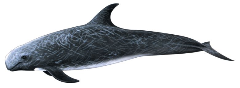 큰머리돌고래. 국립수산과학원 제공.