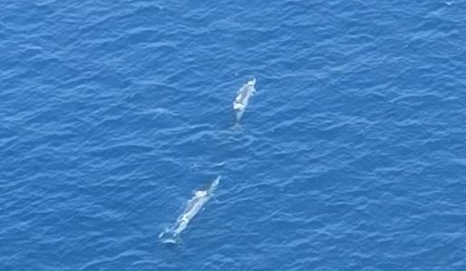 국립수산과학원 연구진이 8월 중 동해상 항공기에서 찍어 지난 29일 공개한 밍크고래 두 마리의 모습. 국립수산과학원 제공.