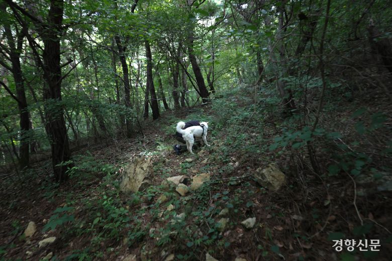 상만이가 수색 훈련 중 구조대상자를 발견하고 확인을 위해 다가서고 있다.