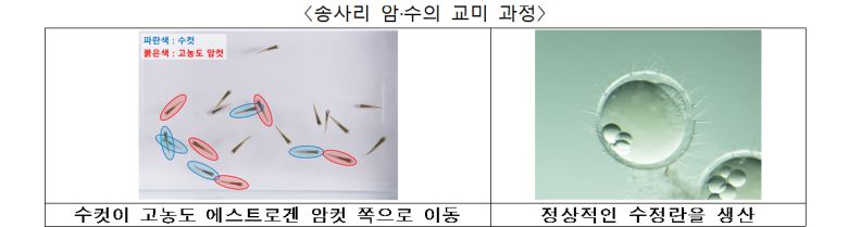 송사리 암·수의 교미 과정. 국립생물자원관 제공