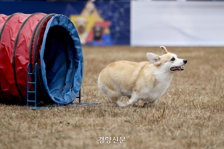 2023년 11월1일 인천 중구 관세인재개발원 탐지견훈련센터에서 열린 제9회 관세청장배 탐지견 경진대회에서 참가견들이 장애물 달리기를 하고 있다. 문재원 기자