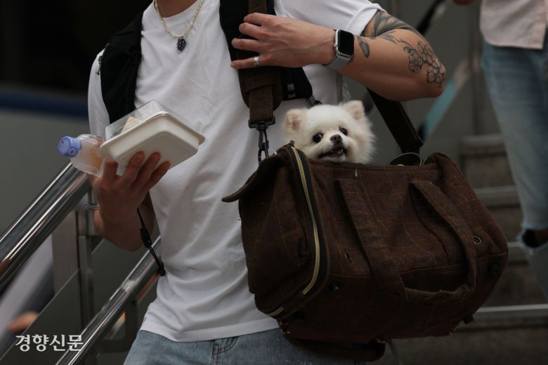 강아지가 기차를 타러 가고 있다.