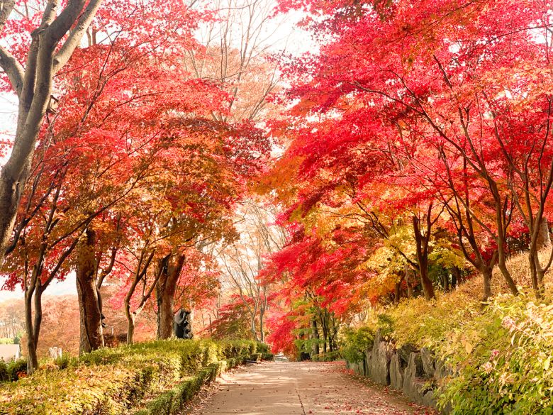 베어트리파크 가을 단풍 축제. 베어트리파크 제공