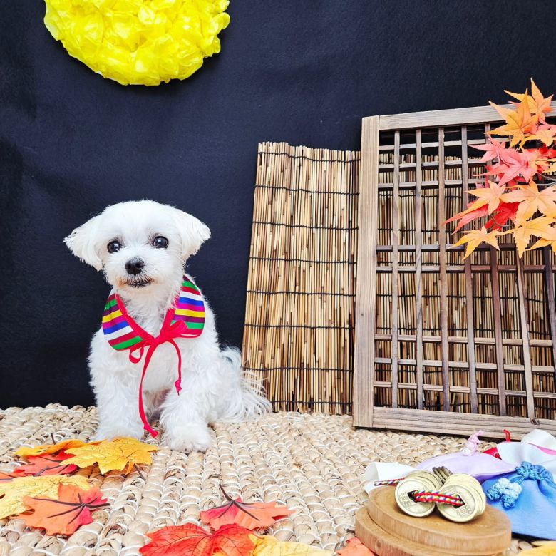 반려동물도 사람처럼 ‘명절 증후군’을 겪는다. 특히 조용한 환경을 선호하는 동물일수록 변화에 적응하는 데 시간이 오래 걸린다. 사진 속 강아지는 산이(@hyunhee_assi)