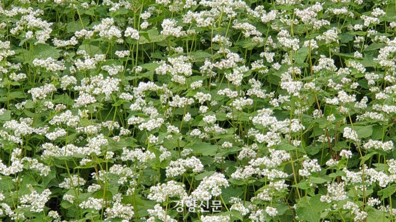 메밀꽃. 제주도 제공