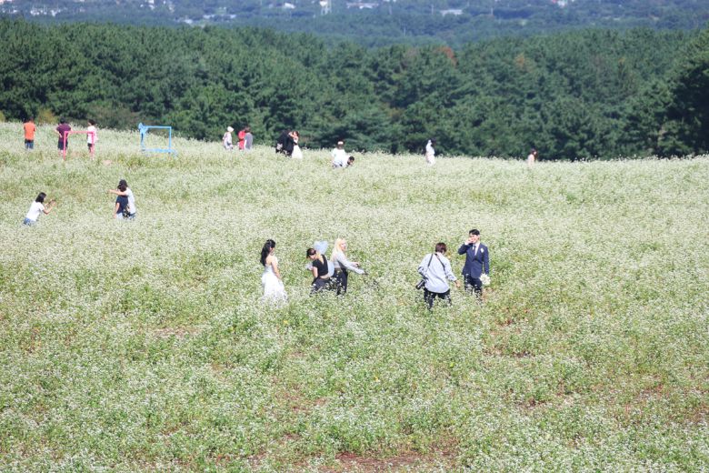 5일 제주시 오라동 메밀꽃밭에서 관광객들이 메밀꽃 배경으로 열린 ‘오라메밀꽃 축제’를 즐기고 있다. 연합뉴스