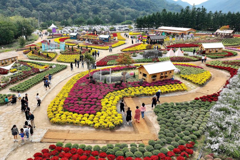추석 연휴 첫날인 3일 강원 인제군 북면 용대관광지 일원에서 열린 ‘인제 가을꽃축제’에서 관광객들이 꽃길을 걸으며 가을 정취를 만끽하고 있다. 올해로 7회째를 맞는 가을꽃축제는 ‘인제에서 꽃길만 걷자’를 주제로 오는 19일까지 이어진다. 연합뉴스