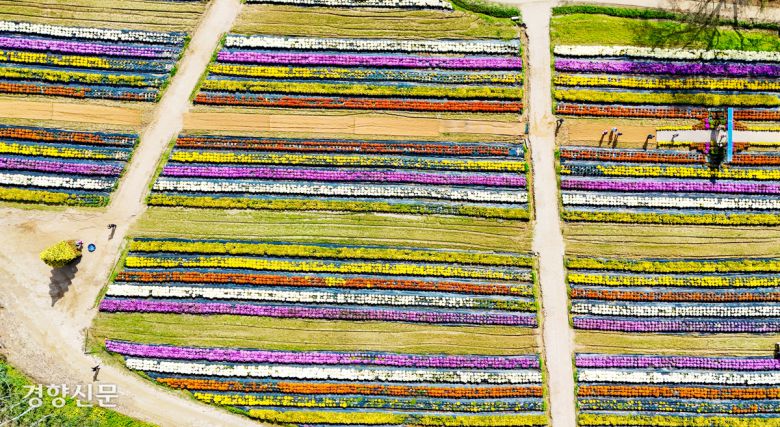 경기 연천군 연천전곡리유적에서 국화축제가 열린 17일 시민들이 꽃구경하고 있다. 한수빈 기자