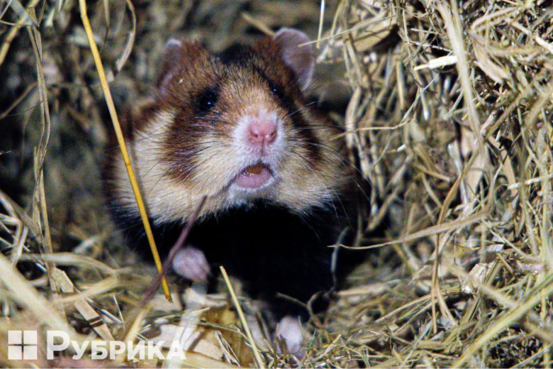 우크라이나 키이우 동물원에서 사육 중인 유럽햄스터. 키이우동물원 누리집 갈무리