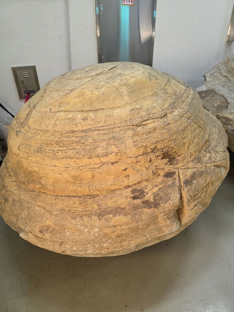 포항 신생대 두호층 결핵체 중 하나. 국가유산청 제공