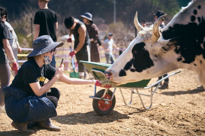 2023년 4월 꽃풀소 만남의 날 행사에서 한 참가자가 소에게 여물을 주고 있다. 신월리 제공