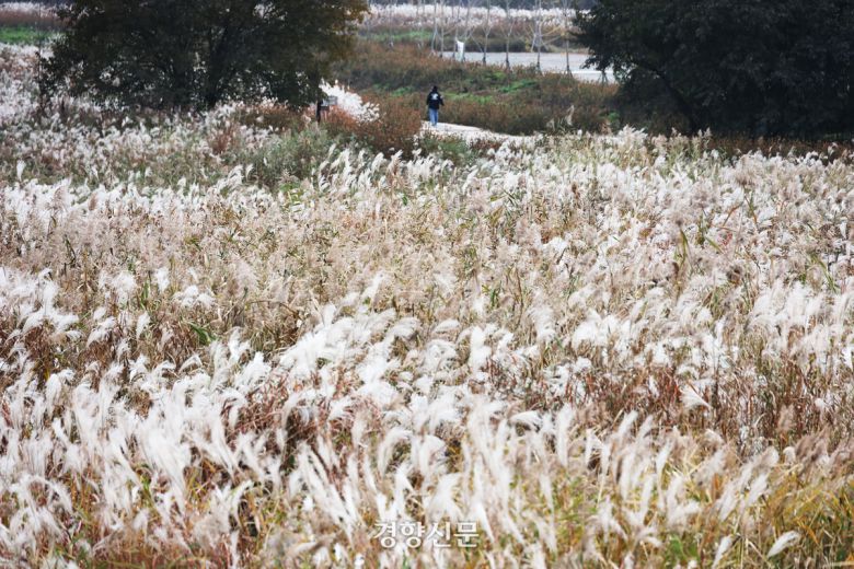 경기 연천군 임진강 댑싸리정원 인근에 29일 억새가 피어 있다.