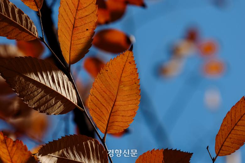 4일 서울 중구 정동길의 단풍. 2025.11.4 이준헌 기자