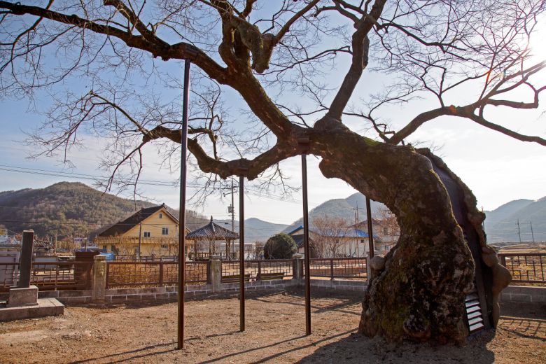 경남 의령 세간리 현고수. ‘북을 거는 나무’라는 뜻이다.
