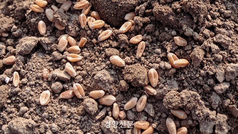 밭에 뿌려진 고소밀 씨앗.