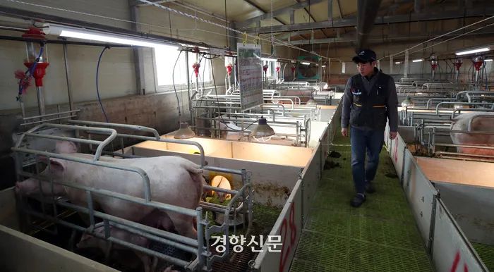 이대한씨가 지난 1월10일 충남 홍성 장곡면의 양돈장에서 어미돼지와 새끼돼지의 상태를 살피고 있다. 서성일 선임기자