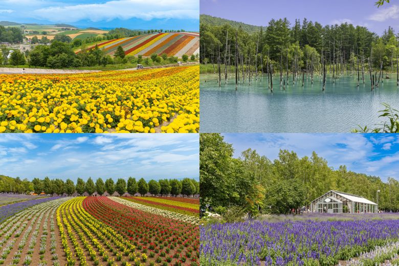 사계채의 언덕, 청의 호수, 그리고 후라노의 팜 도미타(왼쪽부터 시계방향으로). 사진 두경아