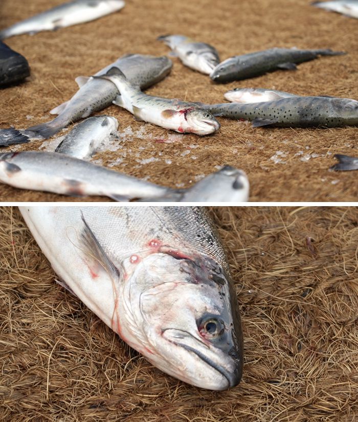 맨손잡기 체험이 끝난 후 바닥에 놓인 산천어. 동물해방물결 제공