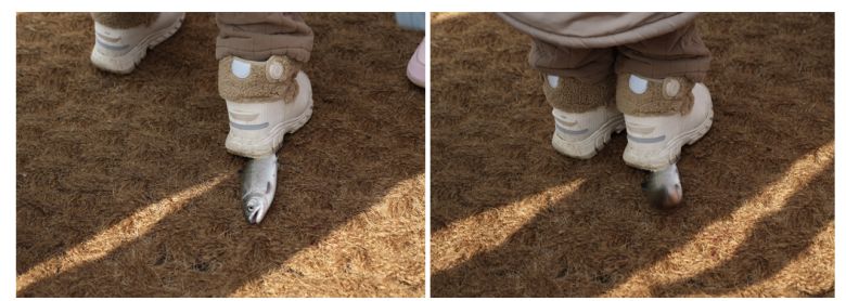 아이들이 바닥에 있는 산천어를 줍는 과정에서 산천어가 발에 밟히고 있다. 동물해방물결 제공