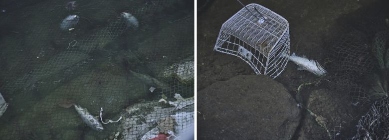 지난해 3월 화천천 강바닥에 어망과 각종 쓰레기, 산천어 사체들이 떠있다. 동물해방물결