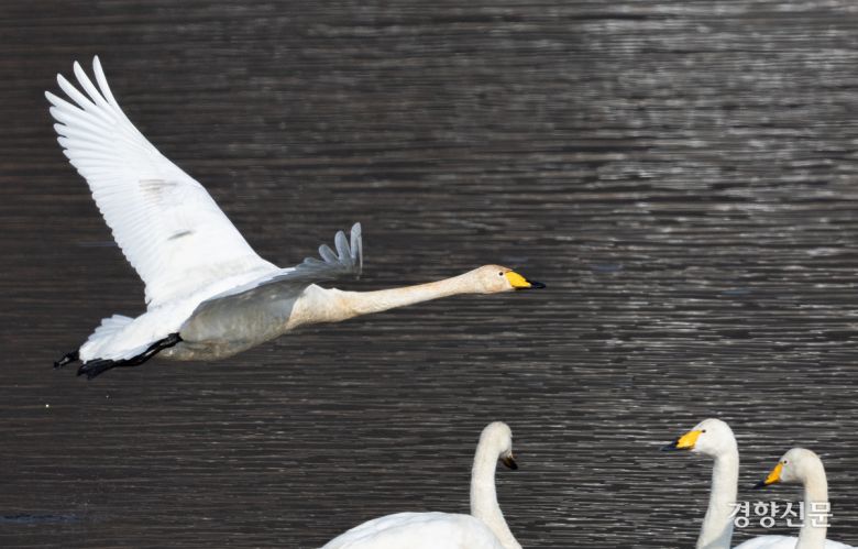 14일 경기 하남시 팔당대교 인근에서 큰고니들이(멸종위기 야생생물 II급, 천연기념물 201-2호) 비행하고 있다. 성동훈 기자