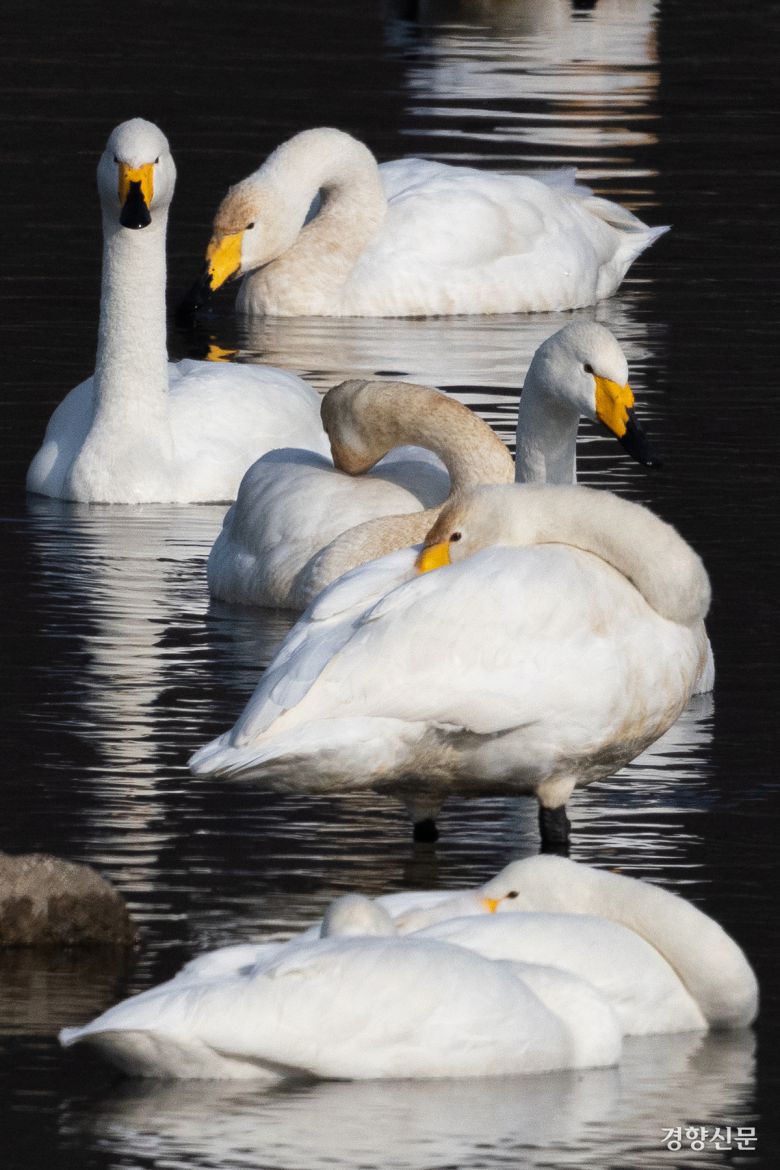 14일 경기 하남시 팔당대교 인근에서 큰고니들이(멸종위기 야생생물 II급, 천연기념물 201-2호) 휴식을 취하고 있다. 성동훈 기자