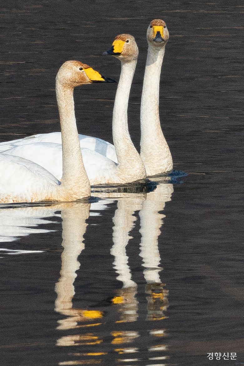 14일 경기 하남시 팔당대교 인근에서 큰고니들이(멸종위기 야생생물 II급, 천연기념물 201-2호) 휴식을 취하고 있다. 성동훈 기자