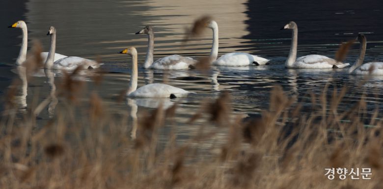 14일 경기 하남시 팔당대교 인근에서 큰고니들이(멸종위기 야생생물 II급, 천연기념물 201-2호) 휴식을 취하고 있다. 성동훈 기자