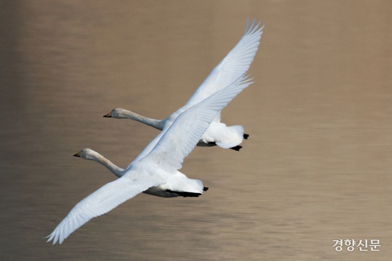 14일 경기 하남시 팔당대교 인근에서 큰고니들이(멸종위기 야생생물 II급, 천연기념물 201-2호) 비행하고 있다. 성동훈 기자