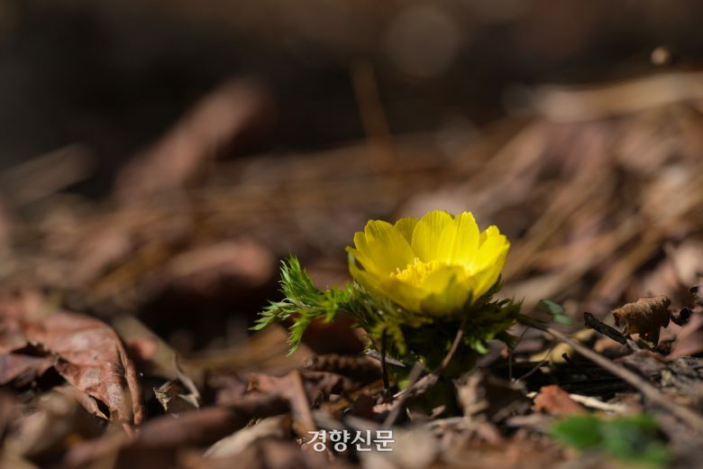 한라산 일대 해발 500m 지점의 자생지에서 올해 첫 개화가 확인된 세복수초. 산림청 국립산림과학원 제공