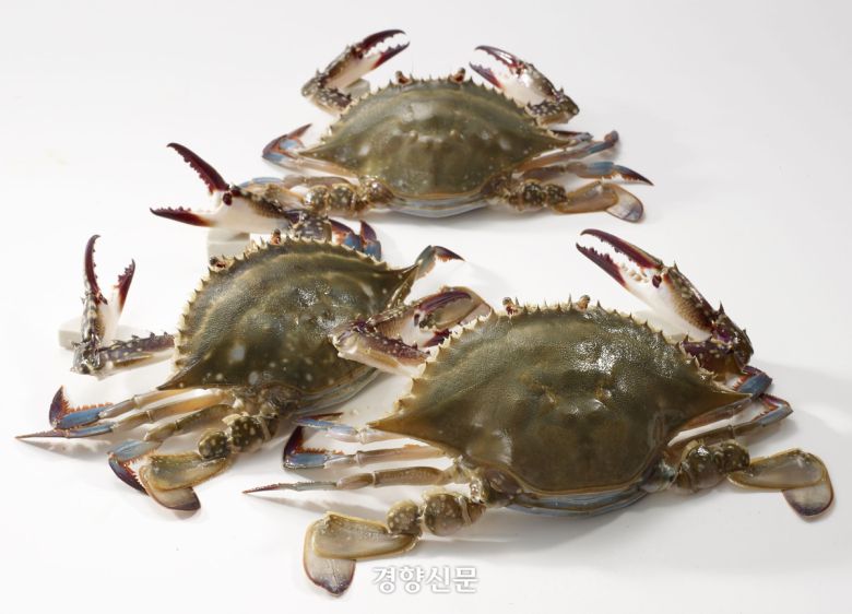 꽃게. 경향신문 자료사진