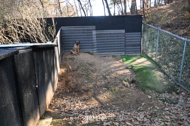 지난해 11월 19일 경기 남양주시의 ‘동물복지’를 표방하는 단체인 ‘동물권행동 카라’가 돈을 지불하고 동물을 맡기는 위탁소에 개 한마리가 덩그러니 앉아 있다. 강한들 기자