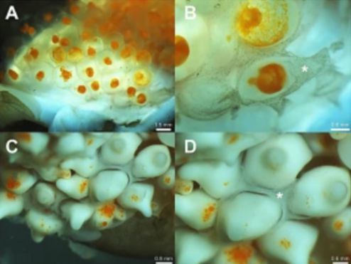 육아낭 속 수정란들의 모습(사진=비교생리학 저널 B)