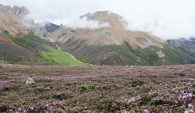 중국 헝돤산맥에 피어있는 각종 고산식물의 무리. 연구진은 이 고산식물 무리의 형성 역사가 약 3000만 년에 이르는 것으로 파악했다.