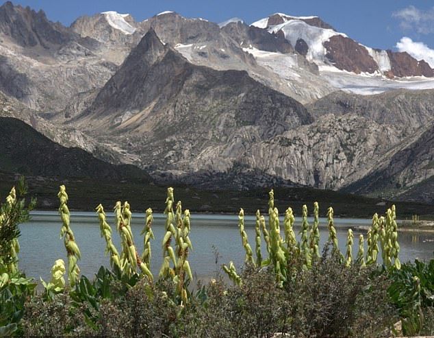 중국 헝돤산맥에 피어있는 각종 고산식물의 무리. 연구진은 이 고산식물 무리의 형성 역사가 약 3000만 년에 이르는 것으로 파악했다.