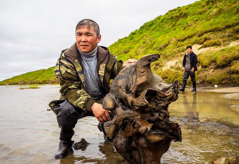 러시아 서시베리아에서 발견된 1만 년 전 매머드의 배설물 화석