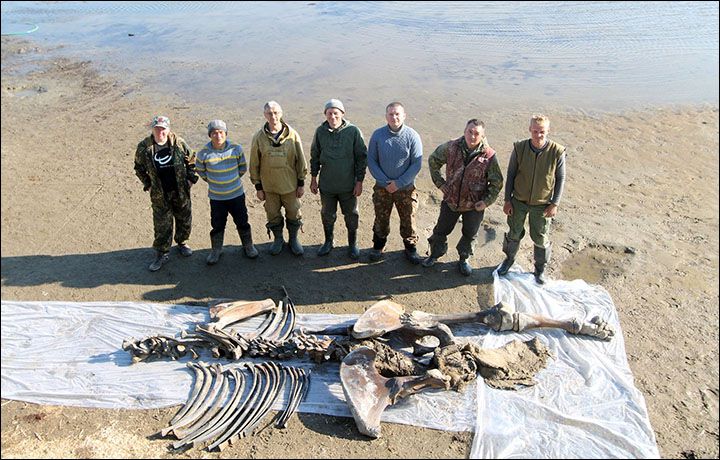 러시아 서시베리아에서 발견된 1만 년 전 매머드의 화석 (사진=시베리아타임스)