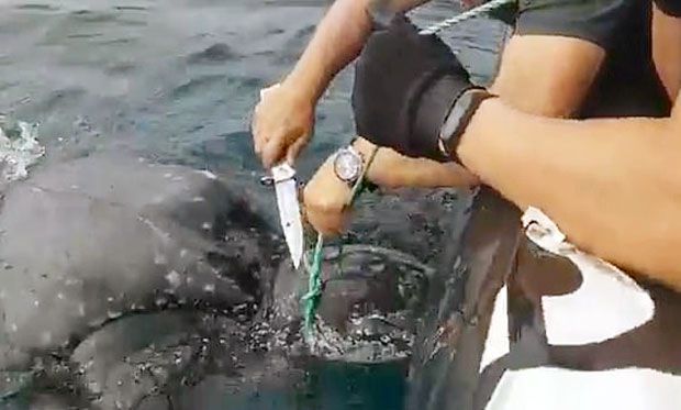 스페인 국민경호대(Guardia Civil) 지난달 30일 물속에서 허우적대는 거북을 포착하고 구조 작전에 돌입했다./사진=스페인 국민경호대