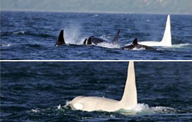 2010년 러시아 북동부 해안에 출몰한 ‘빙산’(Iceberg)이라는 별칭의 범고래. 하얀 범고래 성체로는 세계 최초로 카메라에 찍힌 것으로 유명하다