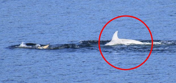 T46Bs 무리는 지난 4월 워싱턴주 북서부 퓨젓사운드 해안에도 출몰한 바 있다.