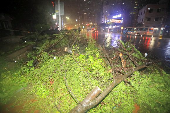 강풍에 꺾인 가로수 - 제9호 태풍 ‘마이삭’이 제주를 강타한 2일 오후 제주시 연동 한라병원 앞 가로수가 꺾여 도로에 쓰러져 있다. 2020.9.2 연합뉴스