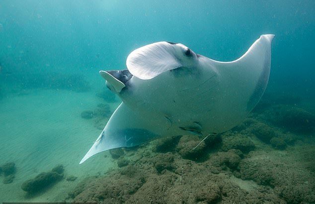 플로리다 남부 해안을 ‘보육원’ 삼아 성장하는 멸종위기 새끼 ‘만타가오리’의 모습