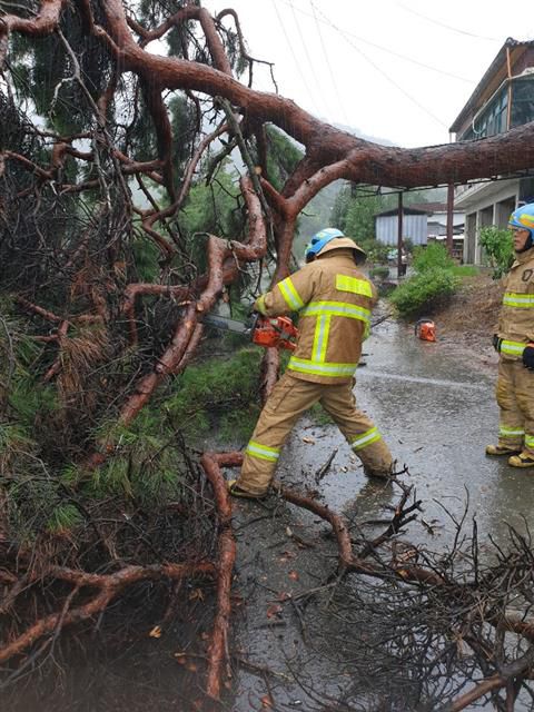 제10호 태풍 하이선의 영향으로 많은 비가 내리는 7일 오전 대구 달성군 현풍읍에서 소방대원들이 쓰러진 나무 안전조치를 하고 있다. (소방청 제공) 2020.9.7/뉴스1