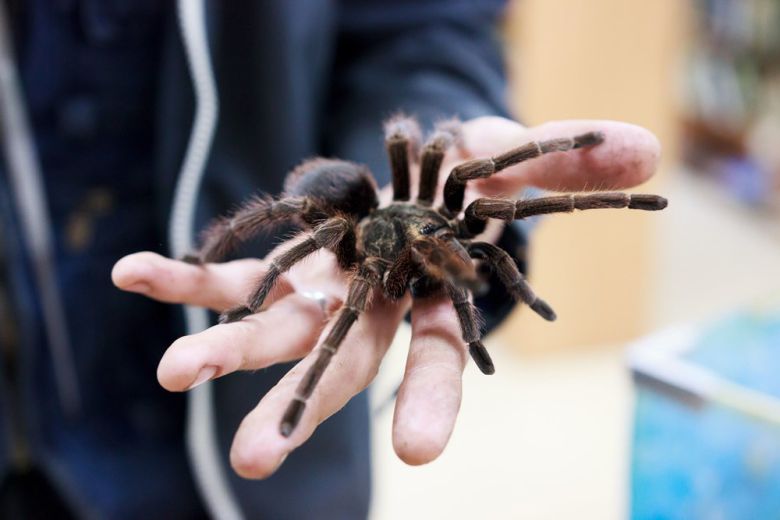 타란툴라 종(Phormictopus auratus)의 모습. 사진=123rf(자료사진)