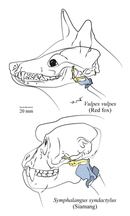 영장류의 후두크기 점점 커지고 있다 - 연구팀은 영장류와 그 밖의 포유류들의 후두크기와 진화를 컴퓨터단층촬영과 컴퓨터시뮬레이션으로 비교한 결과 영장류 후두의 크기가 몸집에 비해서도 커지고 있으며 진화속도도 빠르다는 것을 밝혀냈다.PLOS 바이올로지 제공